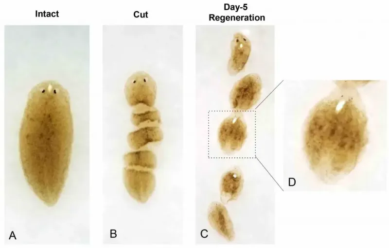 Planarian Worm – Regeneration