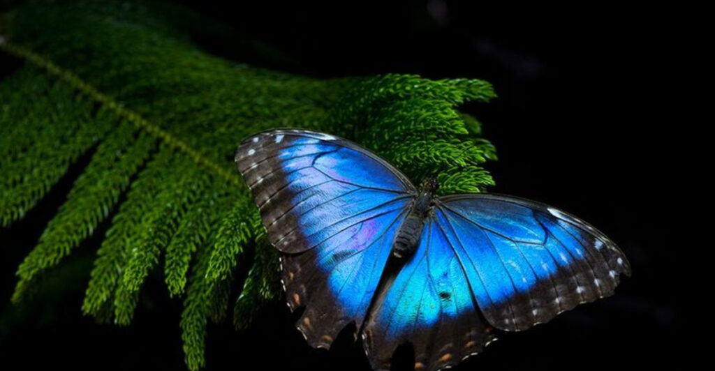 Nature’s Most Dazzling Designs in Flight