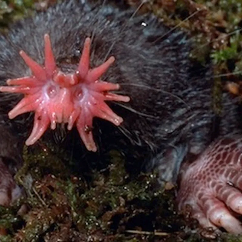 Star-Nosed Mole