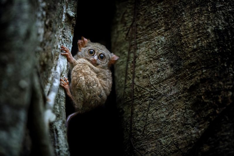 Tarsier