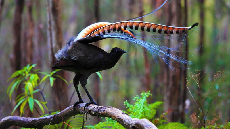Lyrebird – Perfect Mimicry