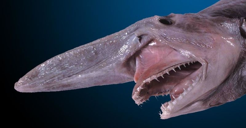 Goblin Shark