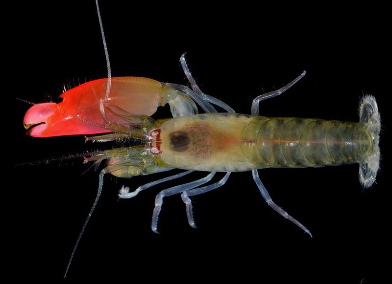 Pistol Shrimp