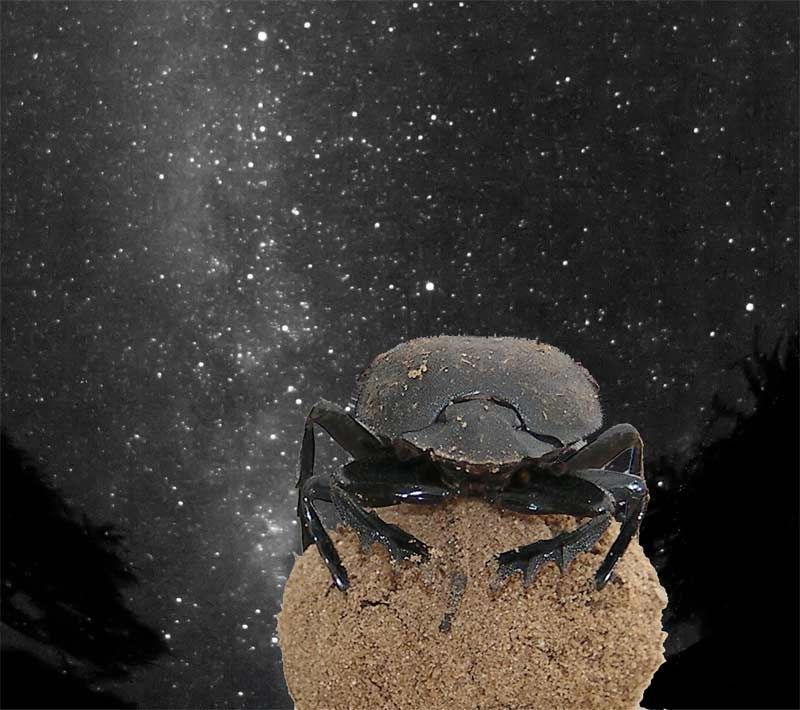 African Dung Beetle – Stellar Navigation
