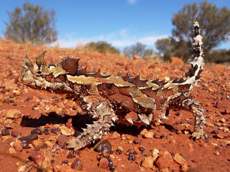 Thorny Devil
