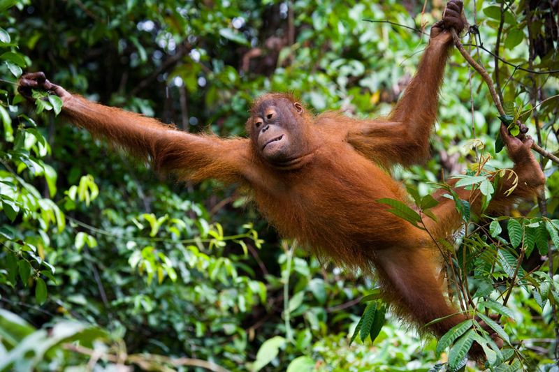 Borneo’s Arboreal Acrobat: The Orangutan's Quest
