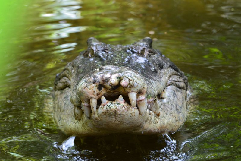 Saltwater Crocodile