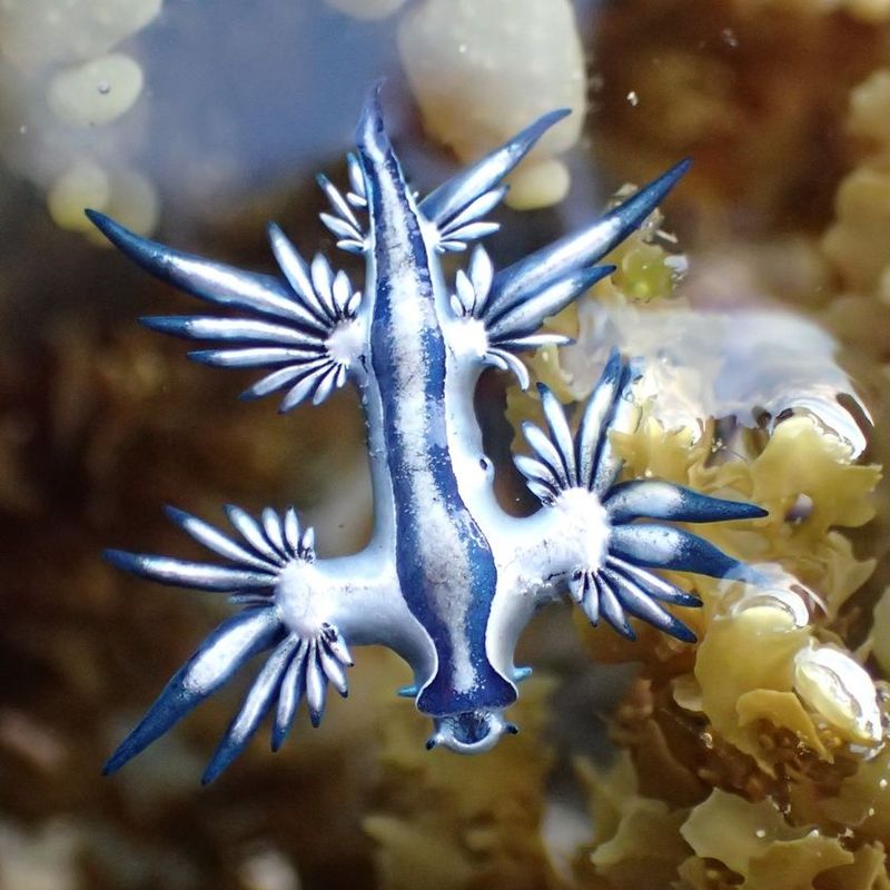 Blue Dragon (Glaucus atlanticus)