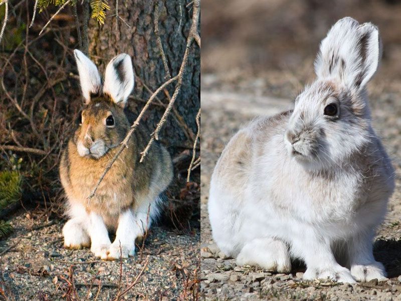 The Shape-Shifters: Animals That Change Form