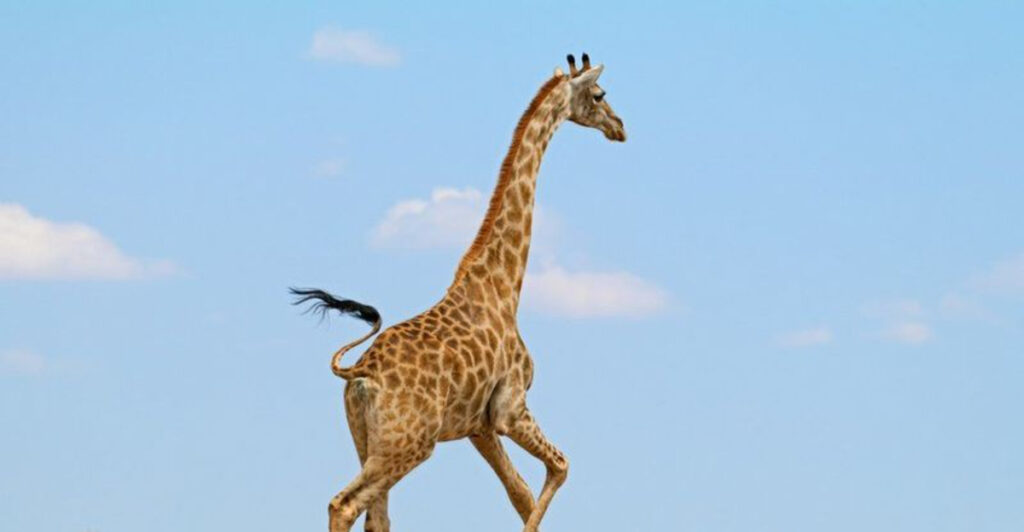 10 Amazing Facts About Giraffes That Will Blow Your Mind