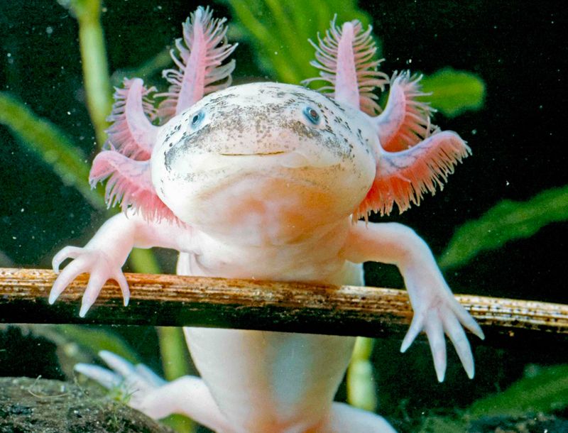 Axolotl – The Eternal Teenager with Regenerative Powers