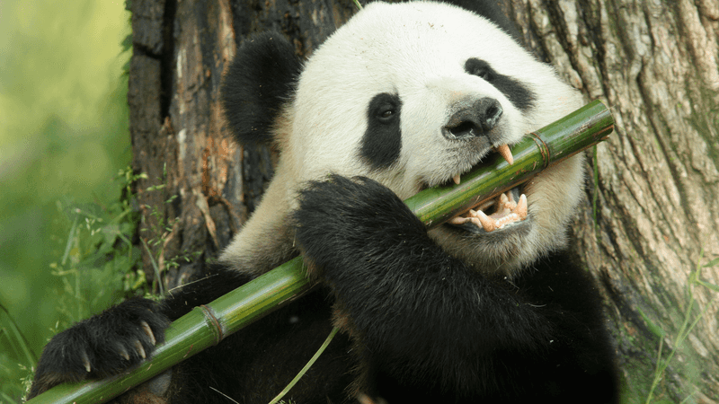 Giant Pandas: Bamboo Munchers Despite Being Carnivores