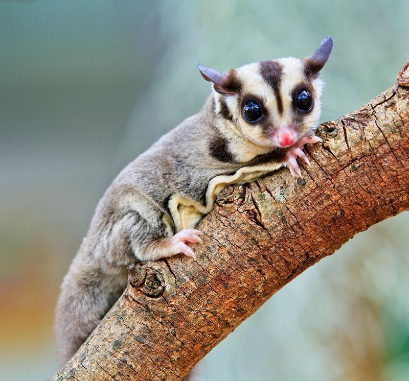 Sugar Gliders: Pocket-Sized Flying Friends
