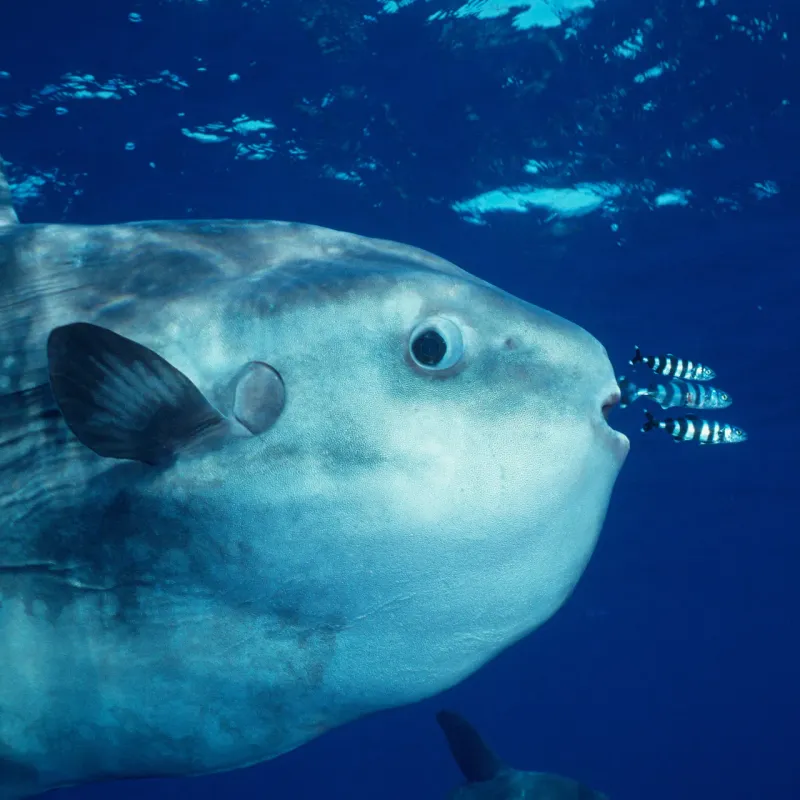 Sunfish: Jellyfish Junkies