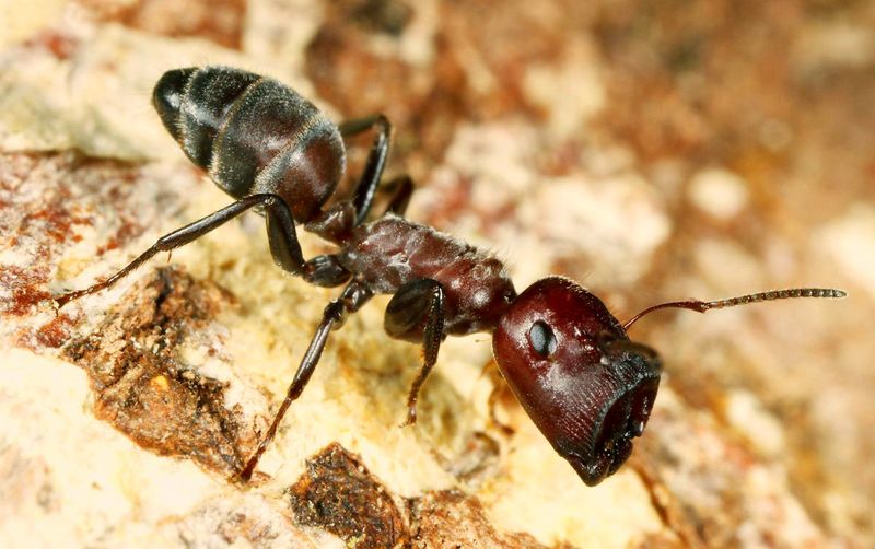 Malaysian Exploding Ant's Self-Sacrifice