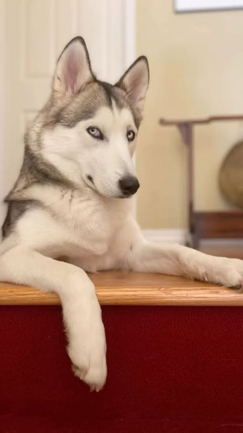 Sassy Canine Judges