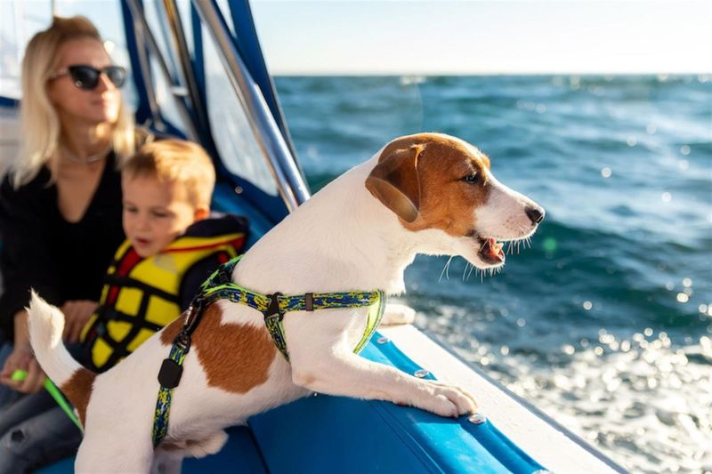 Destination Research: Pet-Friendly Activities