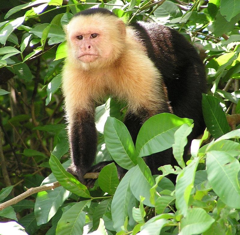 Primates With Attitude