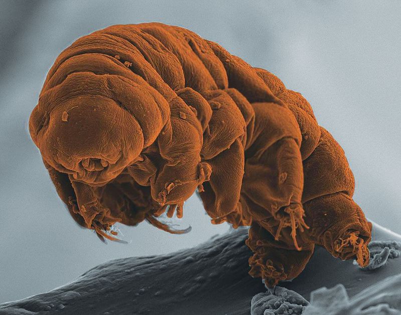 Tardigrade – The Super Survivor from Another Dimension