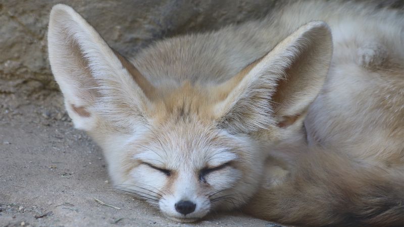 Fennec Foxes: Desert Sprites with Satellite Ears