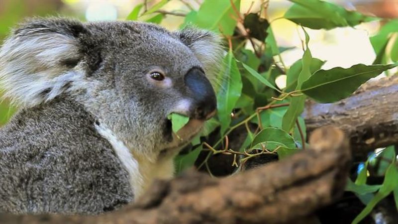 Koalas: Eucalyptus Toxin Specialists
