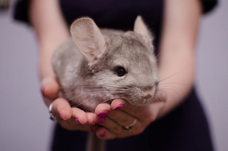Chinchillas: Cloud-Soft Rodents with Playful Spirits
