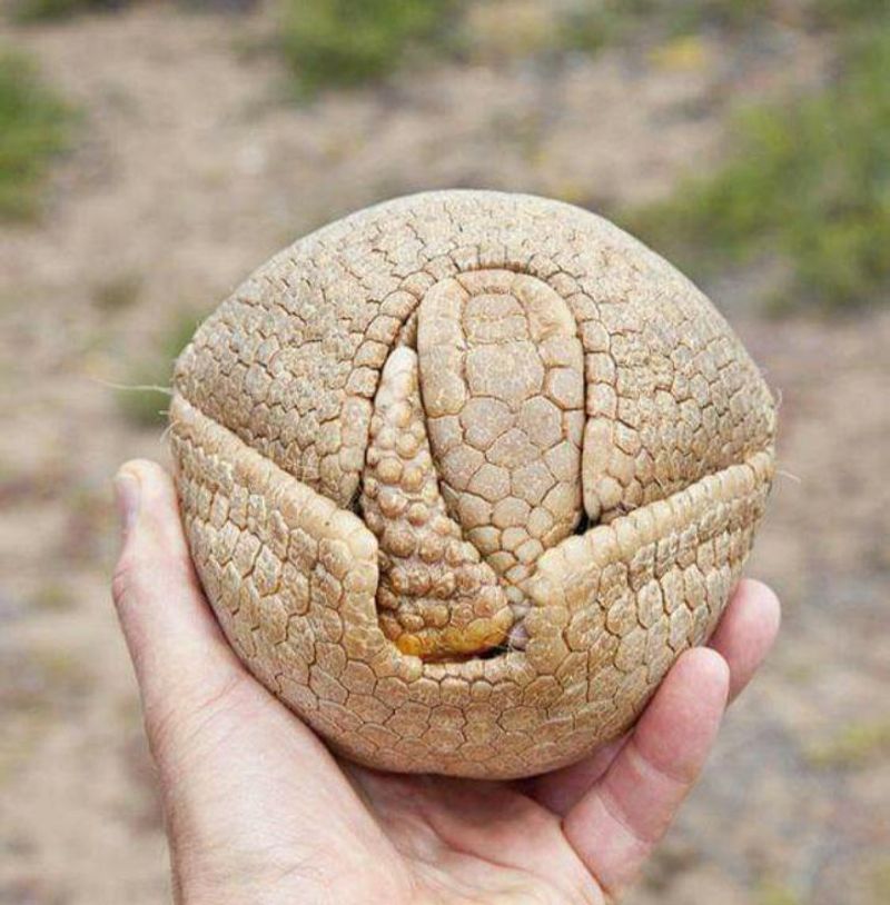 Armadillo's Living Armor