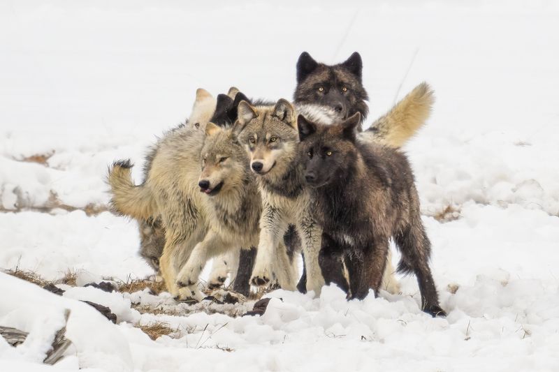 The Wisdom of Wolf Elders