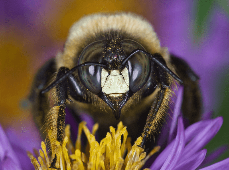 Solitary Bees: Unexpected Stingers