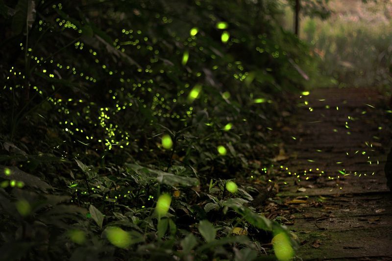 Climate Change: Shifting Weather Patterns Affect Glow Time