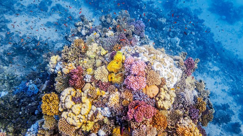 Nature's Warning System: Coral Canaries in the Coal Mine