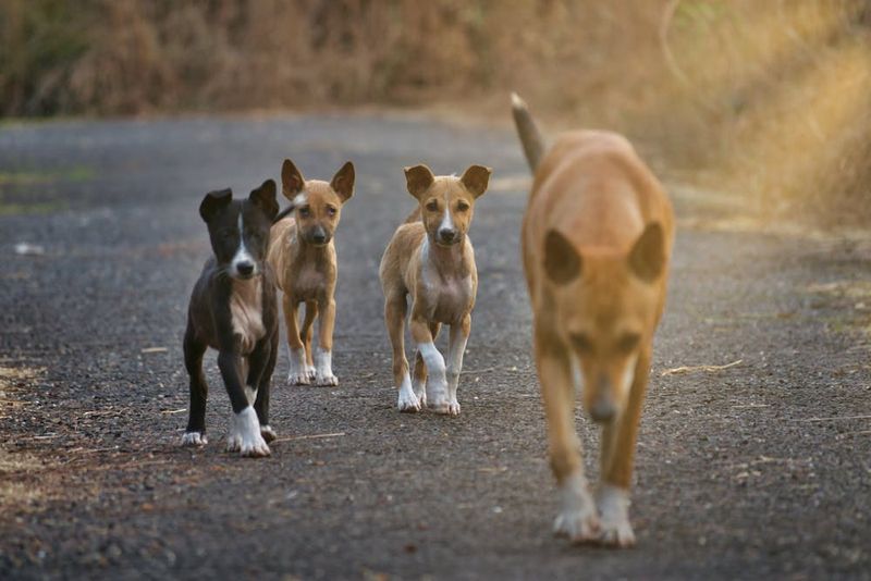 Domestic Animals Face Tough Choices