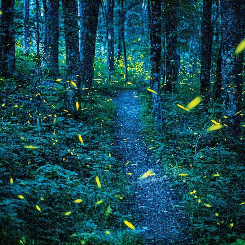 Tourism Troubles: When Firefly Fame Becomes a Problem