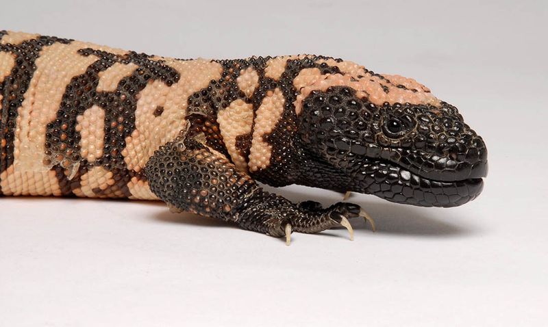 Gila Monster: America's Venomous Lizard