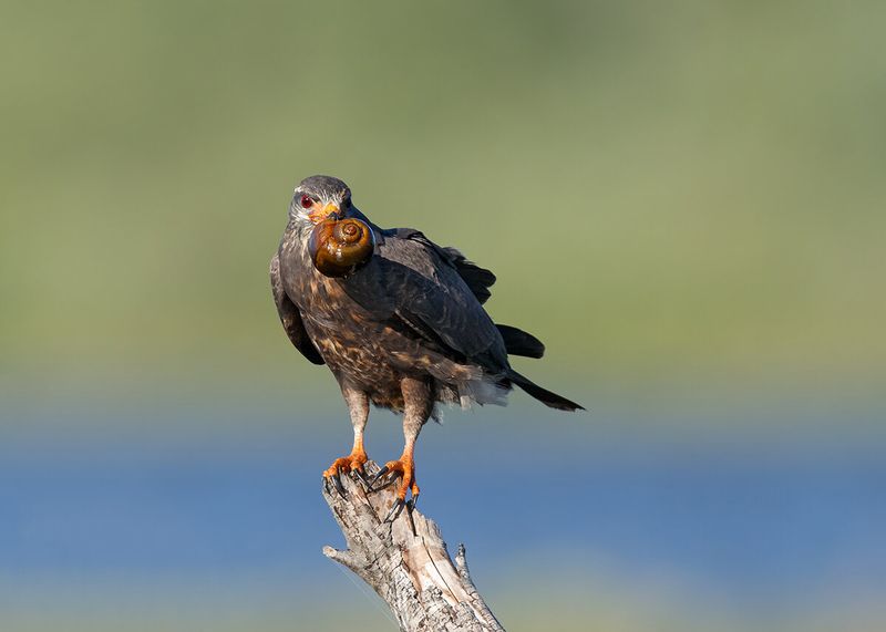 Snail Kites: Exclusive Snail Surgeons