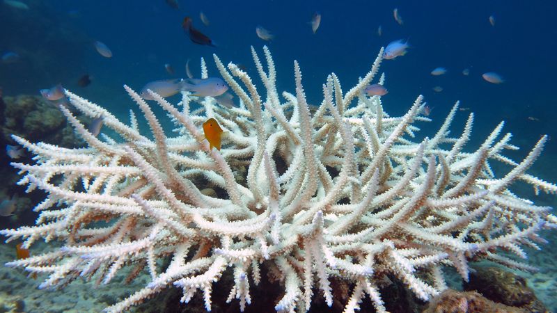 Ocean Fever: Rising Temperatures Spell Disaster