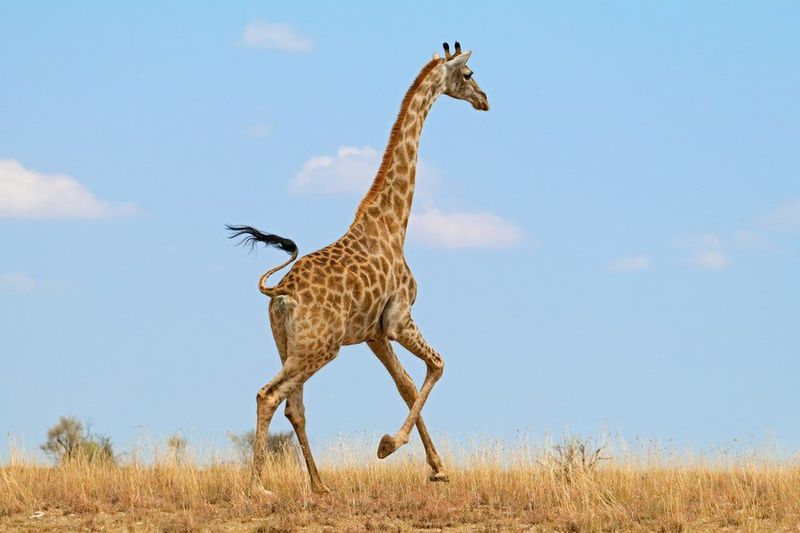 The Swaying Walk
