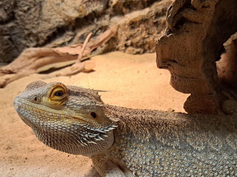 Reptilian Shade-Throwers