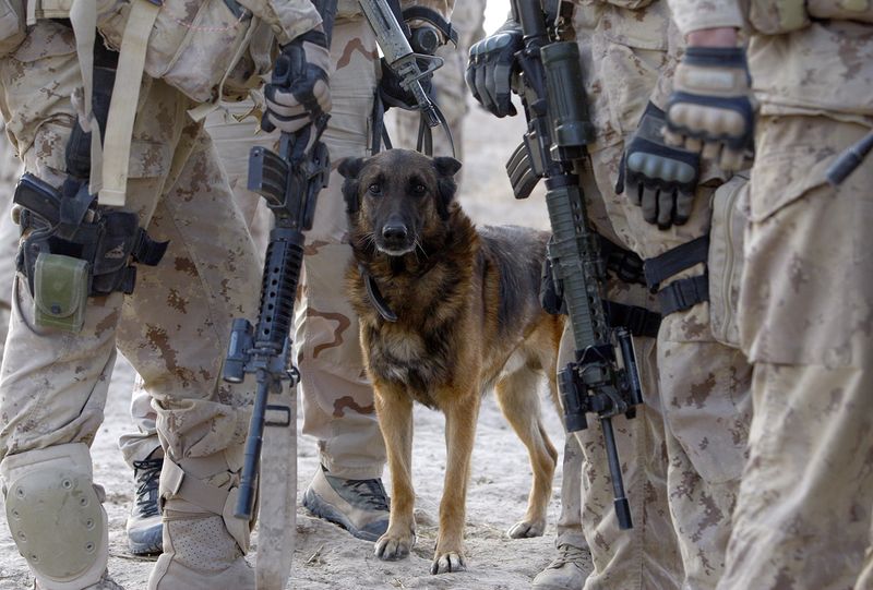 War Dogs: Brave Tails from the Battlefield