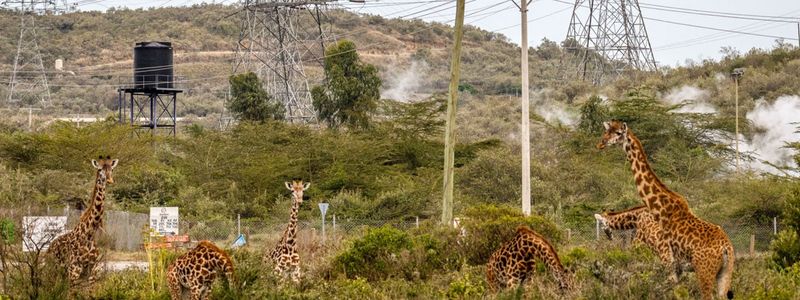 Conservation Challenges