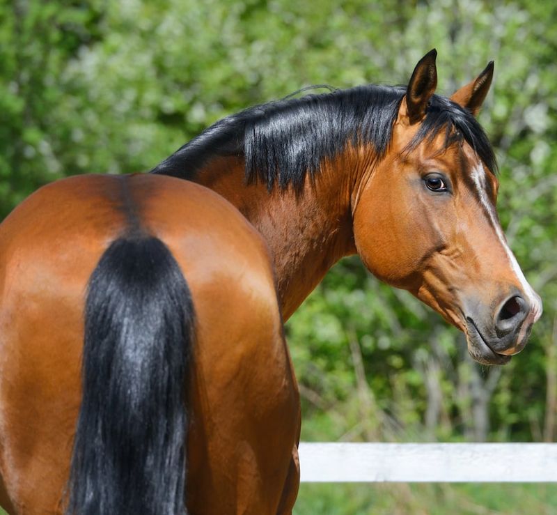 Judgmental Horses