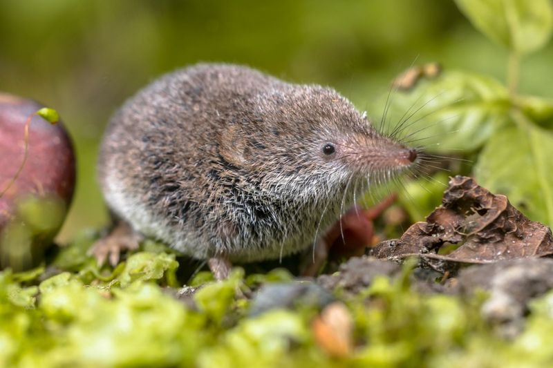 Shrews: Tiny Mammals With Toxic Saliva