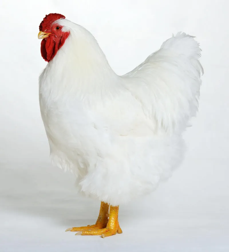 Mike the Headless Chicken – The Farm Legend