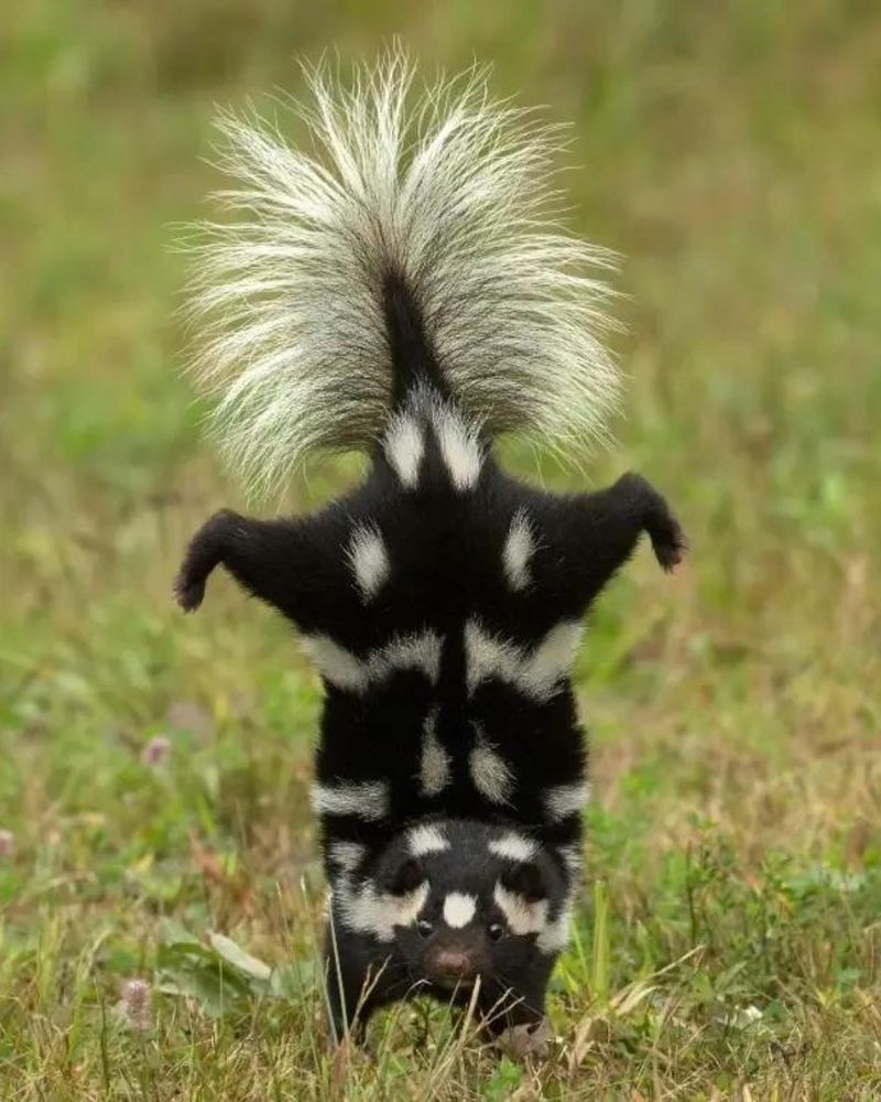 Skunk's Unforgettable Spray