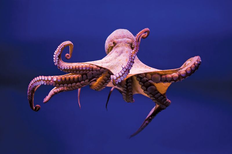 Octopuses – A Brain in Every Arm