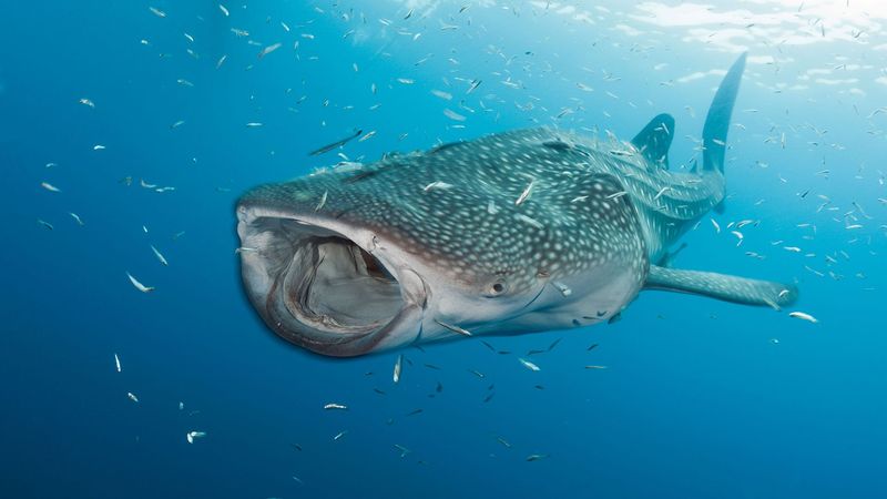 Ocean Buffet: The Diverse Diet of Gentle Giants