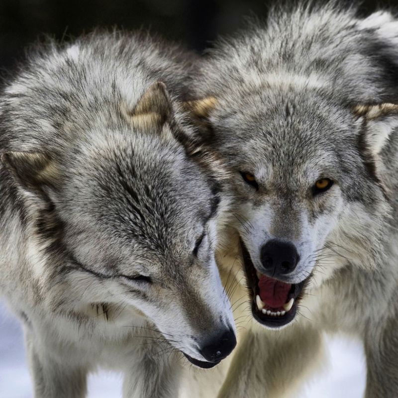 Breeding Pair Leadership
