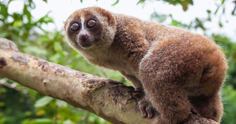 Slow Lorises: Methodical Nighttime Crawlers