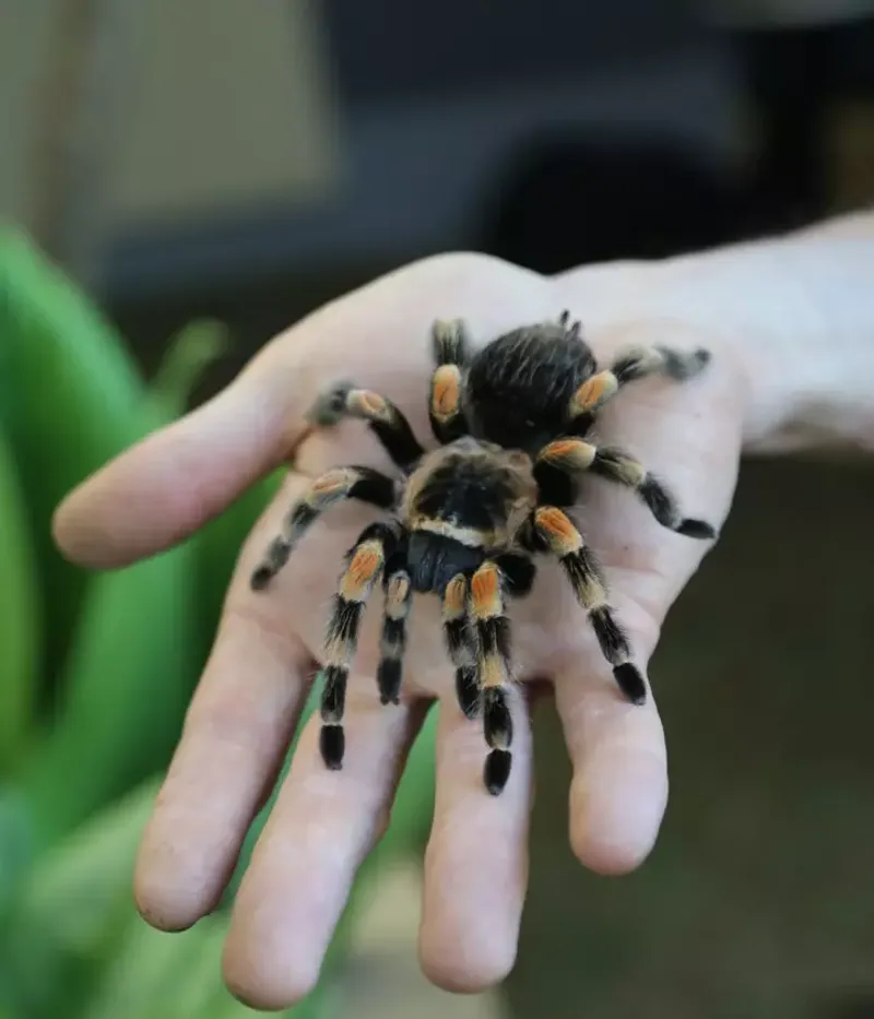 Tarantulas: Misunderstood Eight-Legged Companions