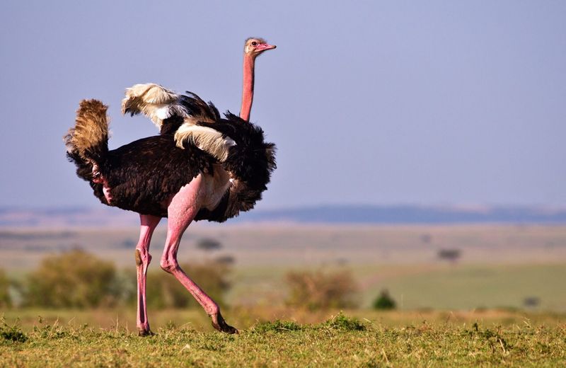 Wing-Flapping Spectacles Showcase Size and Strength